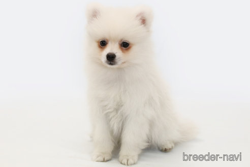 成約済の神奈川県のポメラニアン-294893の2枚目